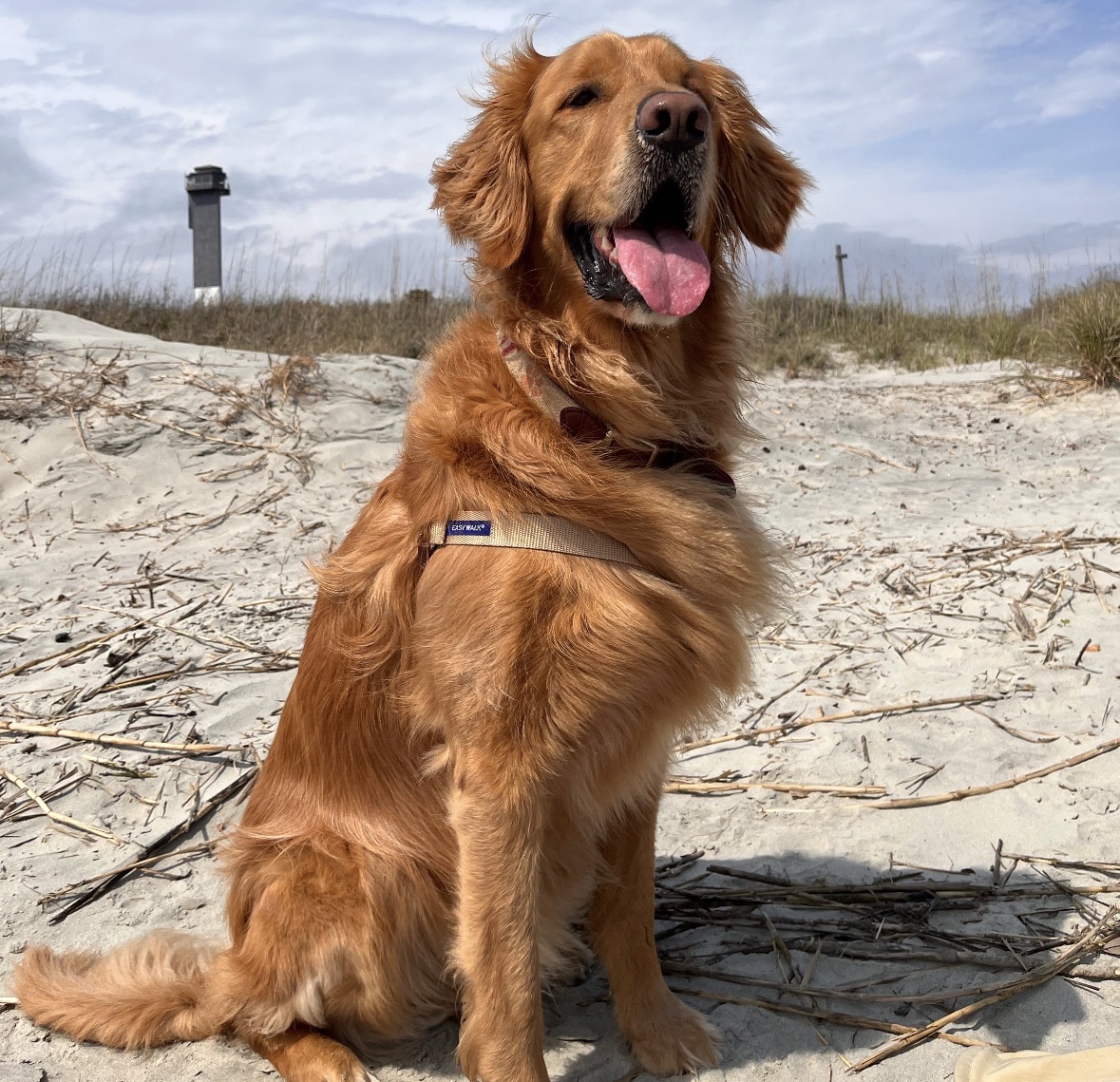 George - Brewery Doggo